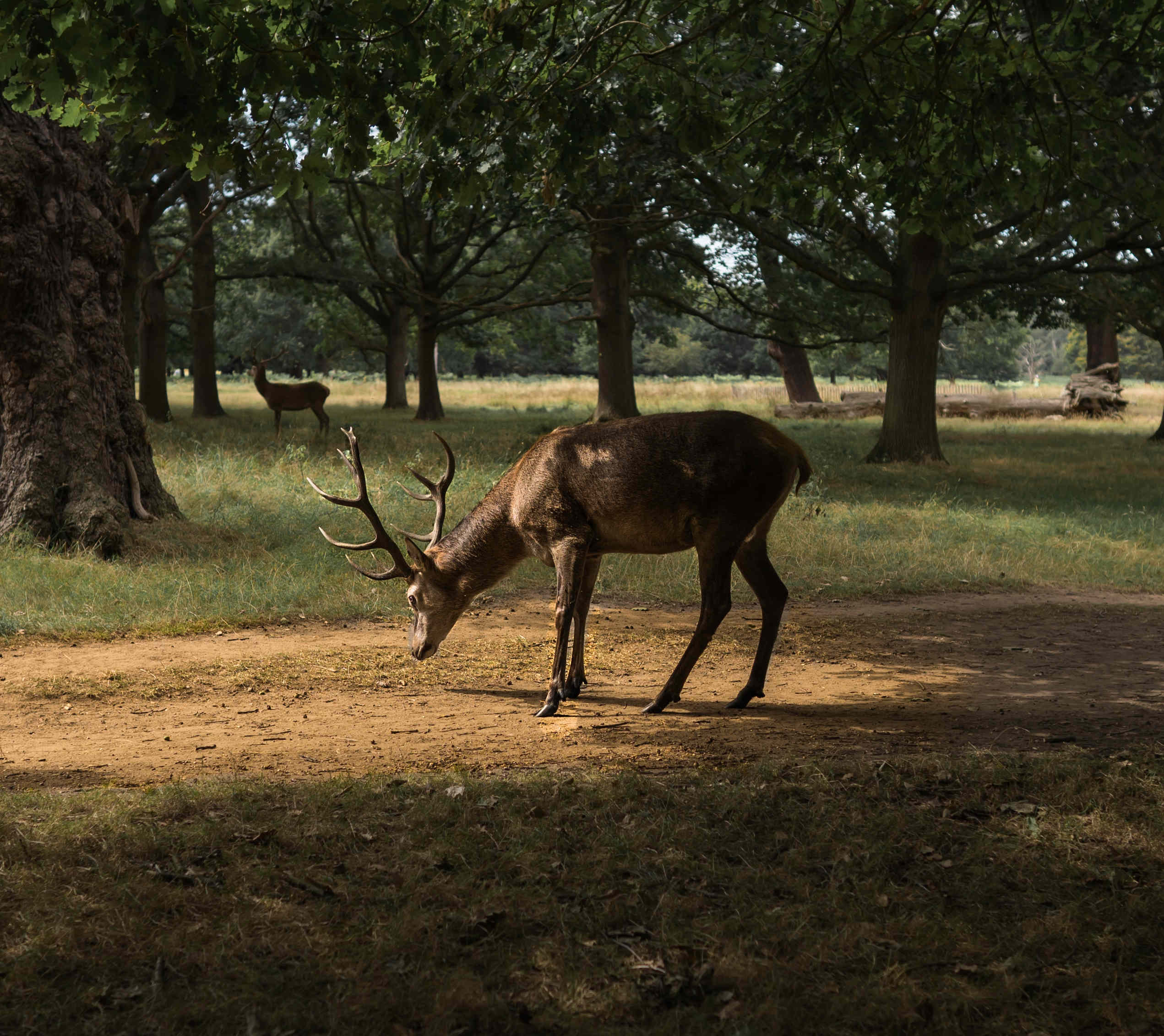 The hunter and the deer - Story