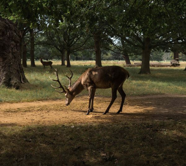 The hunter and the deer - Story